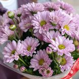 Маленькое фото 3: Букет из 9 кустовых фиолетовых хризантем в пленке, Ромашка, Голландия
