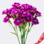 Маленькое фото 1: Букет из 10 гвоздик фиолетовых, Диантус, Голландия