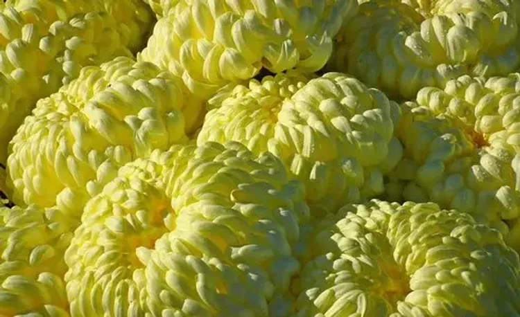 Букет из желтых хризантем