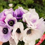 Маленькое фото 2: Анемон Пастель Вайолет (Pastel Violet)
