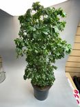 Фото флориста 1: Полисциас Робле (Аралия)