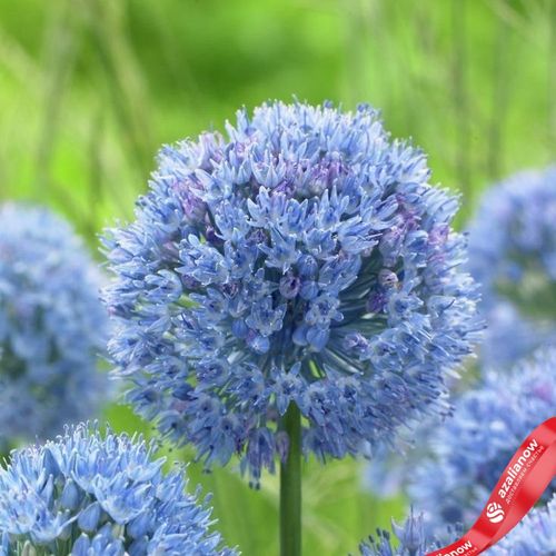 Фото 2: Аллиум Смол Блю Кайрулеум (Small Blue Caeruleum)