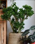 Фото флориста 1: Крассула Овата Хоббит (толстянка)