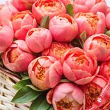 Маленькое фото 3: Корзина 101 кораловый пион