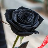 Маленькое фото 3: Роза черная, 70 см, Россия