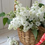 Маленькое фото 1: Корзина с белой сиренью M
