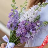 Маленькое фото 3: Букет из 7 сиреневых дельфиниумов с белой лентой