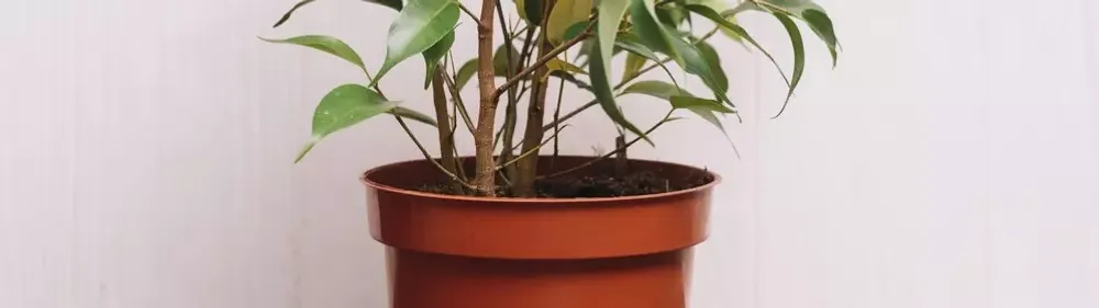 Горшки для фикуса