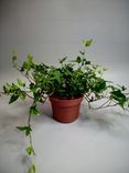 Фото флориста 1: Английский плющ зеленый Калифорнийский