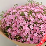 Маленькое фото 2: Букет из 51 розового флокса в крафте