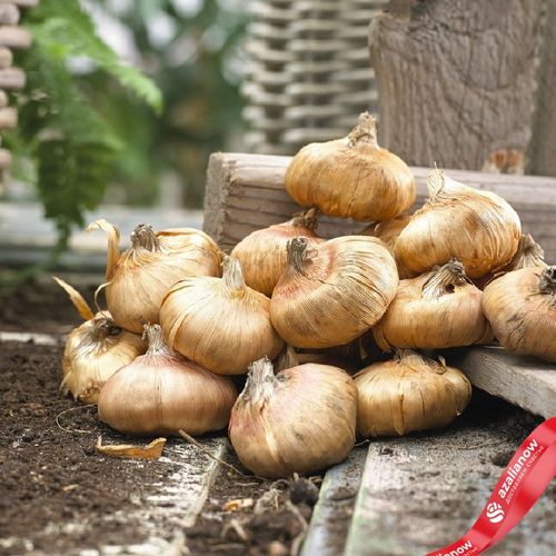 Фото 3: Гладиолус Микс (Bulbs Mixed)