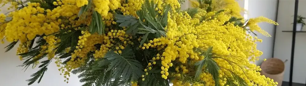 Букет мимозы Букет мимозы