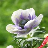 Маленькое фото 3: Анемон Пастель Блю (Pastel Blue)