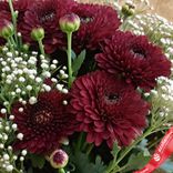 Маленькое фото 1: Букет из 9 кустовых бордовых хризантем с гипсофилой в крафте, Голландия