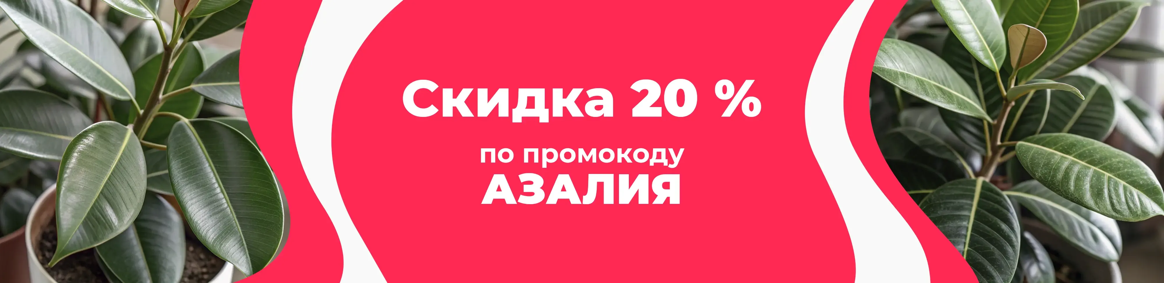 Баннер для рубрики: Фикусы крупномеры