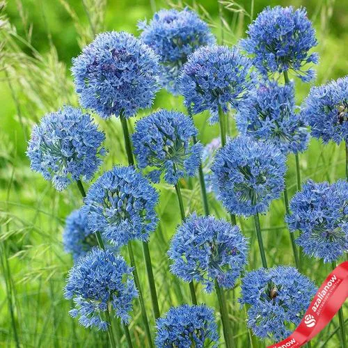 Аллиум Смол Блю Кайрулеум (Small Blue Caeruleum)