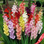 Маленькое фото 2: Гладиолус Микс (Bulbs Mixed)