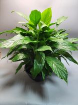 Фото флориста 1: Спатифиллум мирная лилия 10