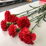 Маленькое фото 2: Букет из 70 красных гвоздик
