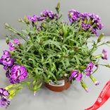 Маленькое фото 2: Гвоздика «Микс» для высадки в грунт, D9 см