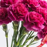 Маленькое фото 3: Букет из 10 гвоздик малиновых, Диантус, Голландия