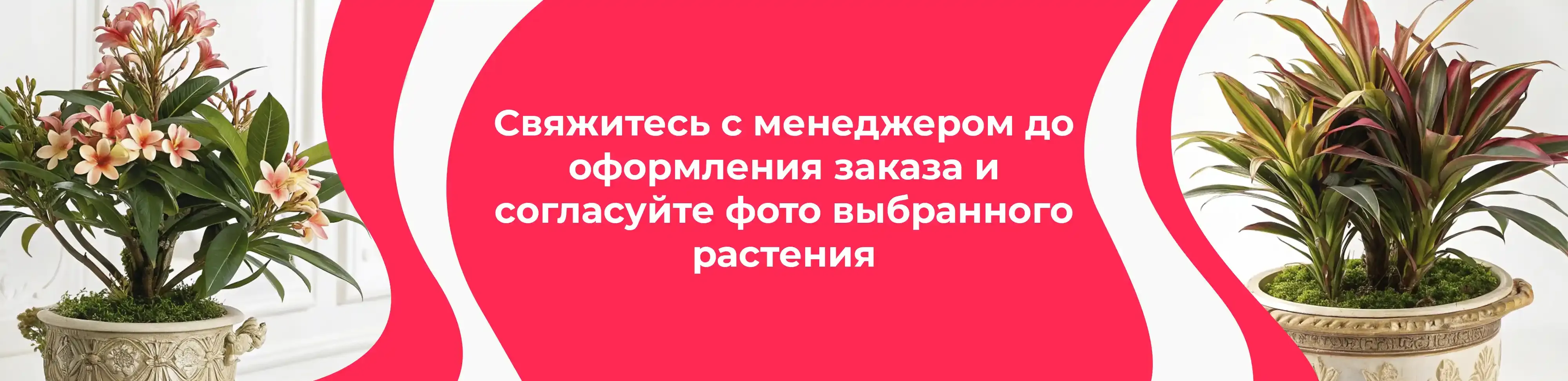 Баннер для рубрики: Растения для офиса