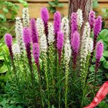Маленькое фото 1: Лиатрис колосковый Блэйзинг Стар (Blazing Star), микс