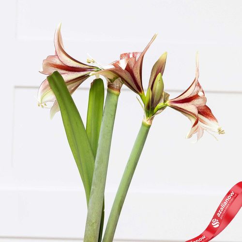 Фото 3: Амариллис Голд Вакс и Мультиколор Блумс (Gold Wax with Multicolored Blooms)
