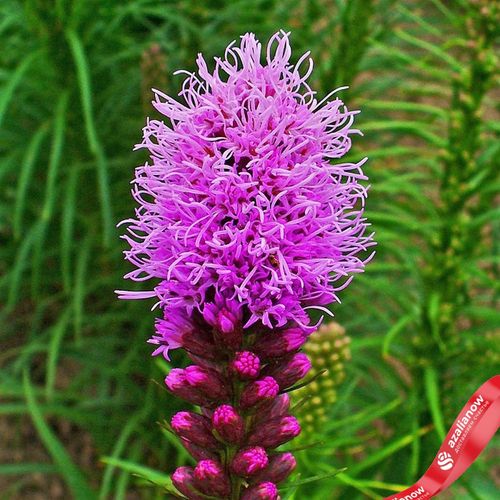 Фото 2: Лиатрис колосковый Блэйзинг Стар синий (Blazing Star Blue, луковичные растения для сада)
