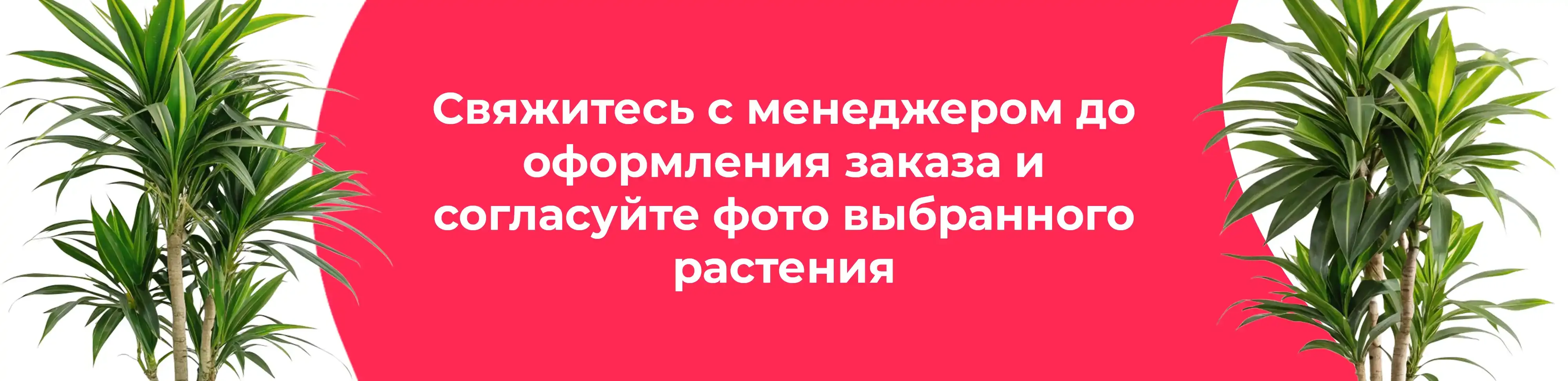 Баннер для рубрики: Драцены маргината
