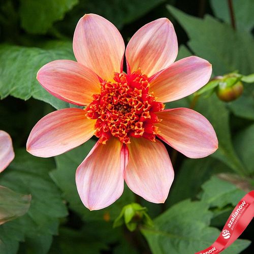 Фото 2: Георгин Анемон Флауэр Тотэли Танжерин (AnemoneFlowered Totally Tangerine)