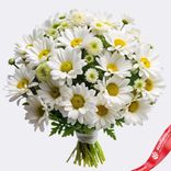 Маленькое фото 1: Букет из 9 кустовых белых хризантем , Голландия