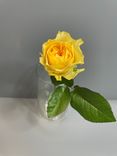 Фото флориста 1: Роза желтая, Кения, 40см