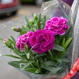 Маленькое фото 1: Букет из 3 сиреневых гвоздик с зеленью в пленке, Диантус, Голландия