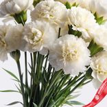 Маленькое фото 3: Букет из 10 гвоздик кустовых белых, Диантус, Голландия