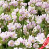 Маленькое фото 3: Аллиум Смол Розеум (Small Roseum)