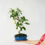 Маленькое фото 2: Бонсай Яблоня 7-летняя