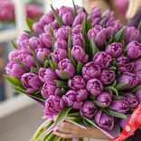 Маленькое фото 2: Букет из 50 пионовидных фиолетовых тюльпанов, Голландия
