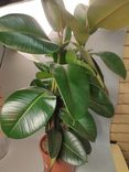 Фото флориста 1: Фикус Эластика Абиджан
