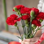 Маленькое фото 2: Букет из 3 кустовых красных гвоздик с лентой сорта Диантус, Голландия