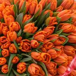 Маленькое фото 3: Букет из 400 оранжевых тюльпанов, Россия