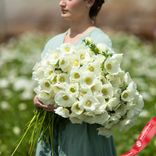 Маленькое фото 2: Анемон Альбино (Albino)