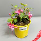 Маленькое фото 1: Фуксия «Микс» для высадки в грунт, D11 см