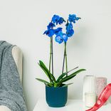 Маленькое фото 1: Орхидея голубая