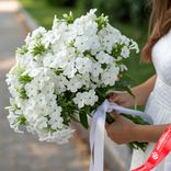 Маленькое фото 1: Букет из 45 белых флоксов с белой лентой