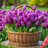Маленькое фото 1: Корзина из 500 фиолетовых тюльпанов, Россия