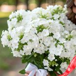 Маленькое фото 2: Букет из 25 белых флоксов с белой лентой