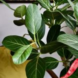 Маленькое фото 2: Фикус Бенгальский Одри