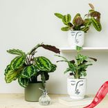 Маленькое фото 2: Набор из 3 растений «Pet Friendly»