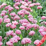 Маленькое фото 4: Луковицы тюльпанов «Мечтатель»